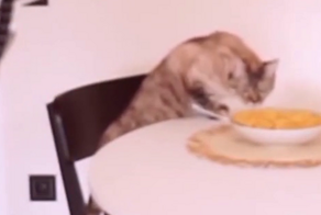 Устройство, чтобы отучить кошку залезать на стол