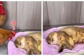 Кошка пригрела цыплят