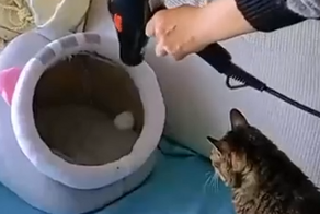 Котопление: тёплая постель для котика