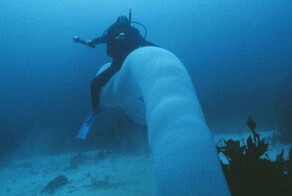 15 жутковатых кадров морского дна, которые могут вызвать талассофобию