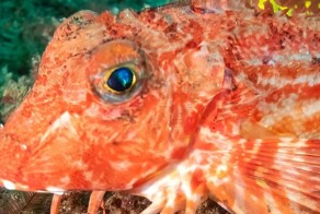 У морских петухов вкусовые рецепторы на "ногах"