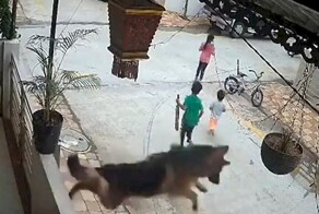 Пёс решительно вмешался и прогнал сородича, гнавшегося за детьми