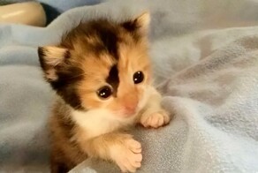 Не ищите здесь смысл. Здесь в основном маразм