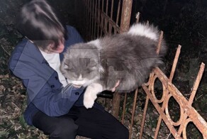 Девушка спасла кота, напоровшегося на кладбищенскую ограду