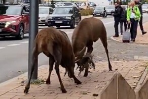 Олени устроили драку в центре польского города
