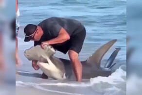 Акула-молот приплыла к побережью в поисках стоматолога