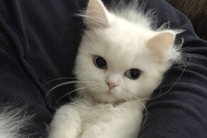 25 застенчивых симпатяг, которые своей скромностью растопят любое сердце