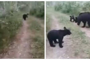 Обычный день в России: мужик вывел на прогулку своих медведей