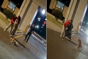Склока собак переросла в потасовку людей и питомцев