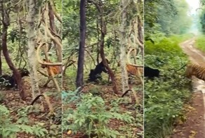 Медведица, защищая детёныша, дала бой тигру