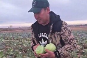 Поля якутского фермера разграбили из-за ложного сообщения в мессенджере