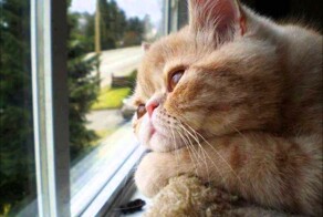 25 питомцев, которые маются от скуки, но выглядят при этом очаровательно