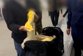 Пассажир пытался ввезти трёхметрового питона в Узбекистан