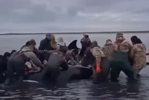 На Камчатке пытаются спасти косаток, которые застряли на мели