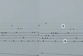 Девушка разглядела в стае птиц, сидевших на проводах, ноты и сыграла мелодию