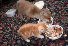 Котятолечение (5 фото)