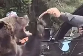 Автомобилист поманил медведя угощением и чуть сам не оказался в его лапах