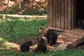 Медвежата-сироты вернулись домой