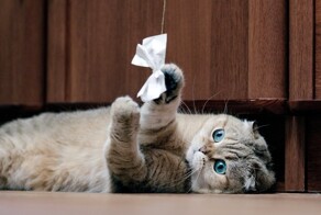 20 котеек, которые решили поиграть с бантиком и очаровали всех грацией