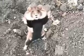 Кунг-Фу Хомяк напал на человека