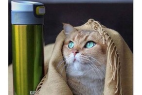 Пошлый и черный юмор