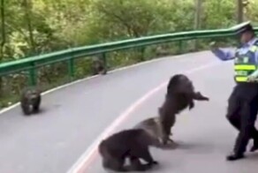 Обезьяны напали на полицейского и устроили пробку на дороге