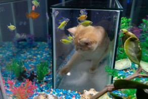 История борьбы: коты и вода
