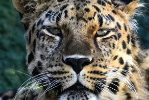 В Китае встретили дальневосточного леопарда