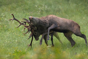 Олений гон — это безумие: рассмотрим подробно весь градус сумасшествия