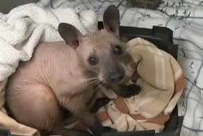 Животные с шерстью и без неё