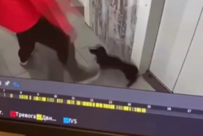 Мужчина напал на таксу в Москве