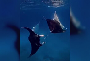 Уникальный ритуал ухаживания скатов