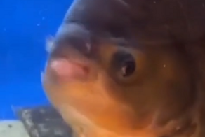 Мужчина сделал своего питомца немного счастливее