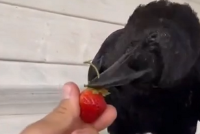 Ворон чистит ягоды
