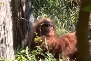 В Оклахоме нашли снежного человека, но есть нюанс