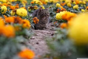 20 котиков, которые выбирают осенние цветы и создают нежные картины