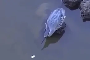 Умелый пернатый рыболов