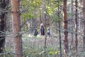 Встреча госинспекторов с медведями в лесу