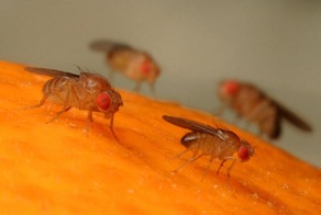 Фруктовые мушки: вот что стоит знать об осенних гостях в нашем доме