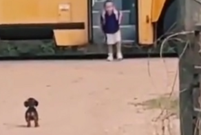 Такса встречает свою юную хозяйку