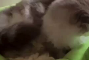 Особая кошачья магия