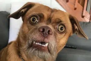 22 пёселя, которые озадачились сами и озадачили всех вокруг