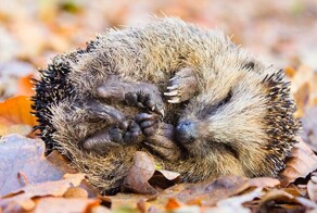 Летаргические ежи в лесу осенью