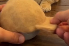 Делаем кепку для кота из его шерсти