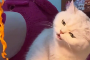 Кот ест невидимую лапшу