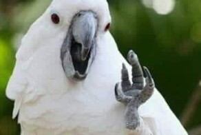 Когда заказал пиццу в Австралии