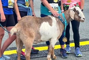 Козел по кличке Джошуа стал звездой полумарафона и получил медаль