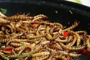 Хорошо, что не у нас. В Нидерландах в 100 школах детей кормят насекомыми