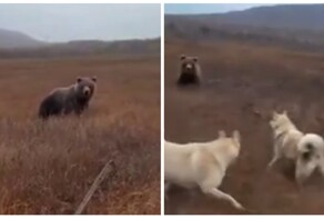 Неожиданная встреча с медведем