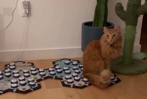 Кот превратил жизнь своей хозяйки в настоящий хоррор